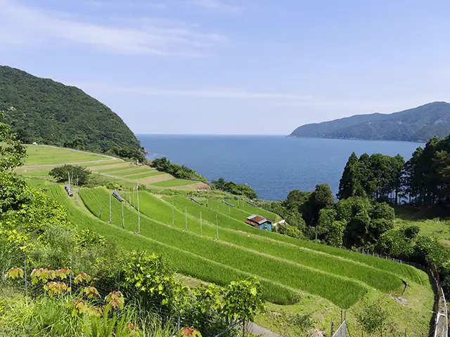 田烏の棚田